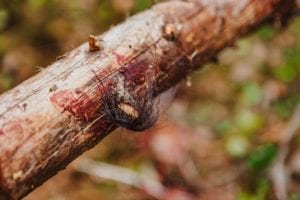 Black bear blood trail