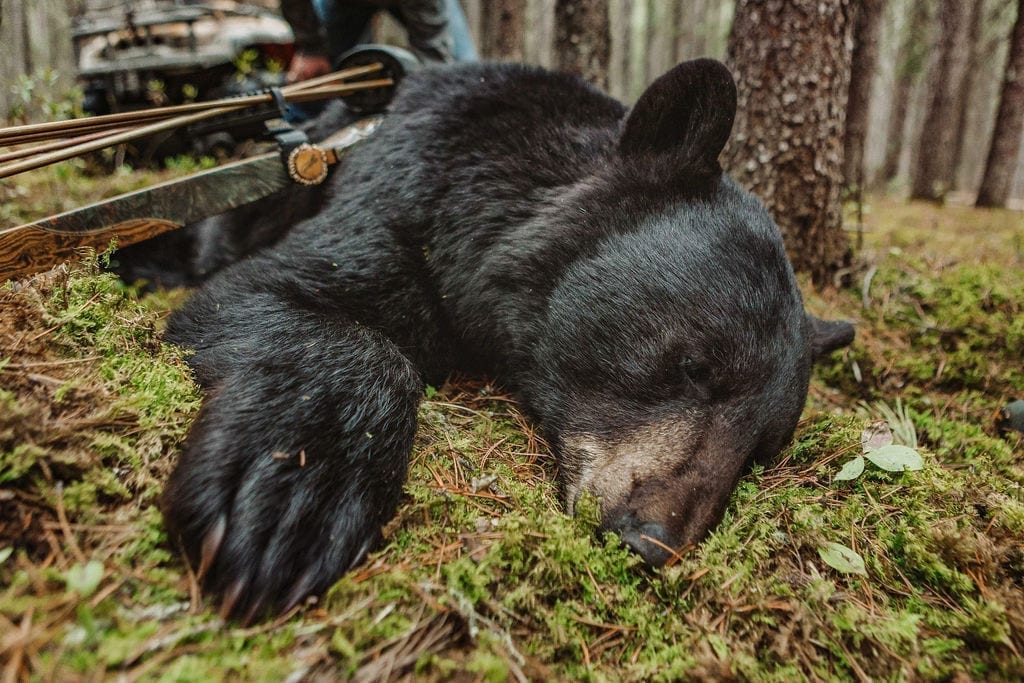 Alberta bear hunts