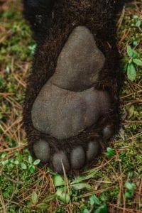 Bear feet