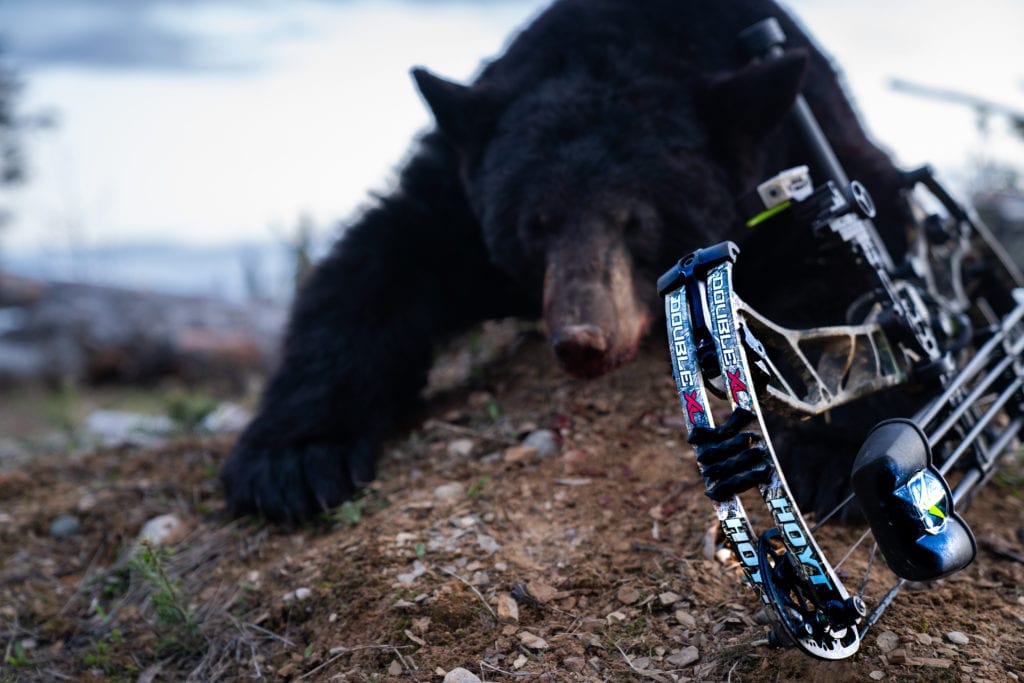 Hoyt Archery black bear