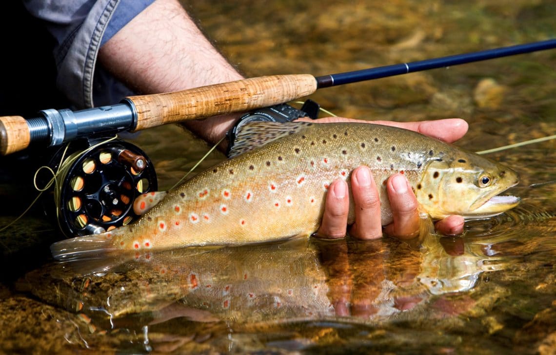 This is an epic Idaho wilderness fly fishing trip for native Westslope cutthroat trout. on Big Creek.