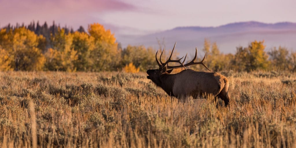 Elk Hunting Lodges in the West