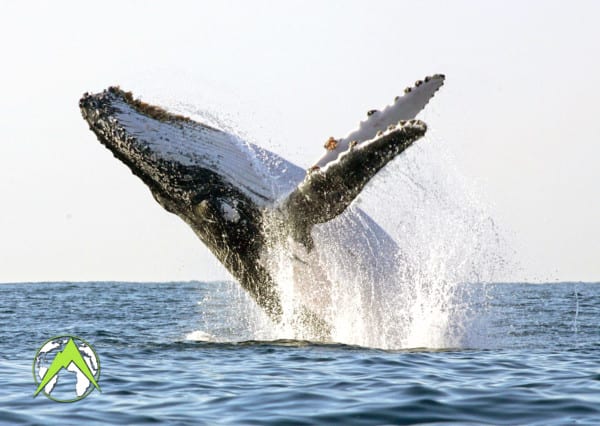Humpback whale breaching in Alaska