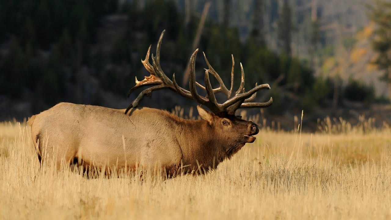 utah-big-game-hunt-oi-mbut1-mossback-guides-and-outfitter