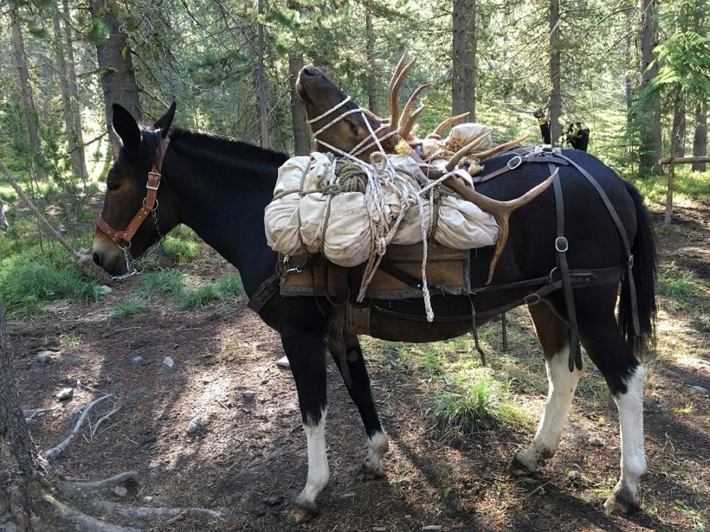 The outfitter will use mules to pack out your animals