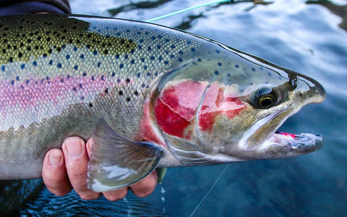 Deschutes River Steelhead fishing