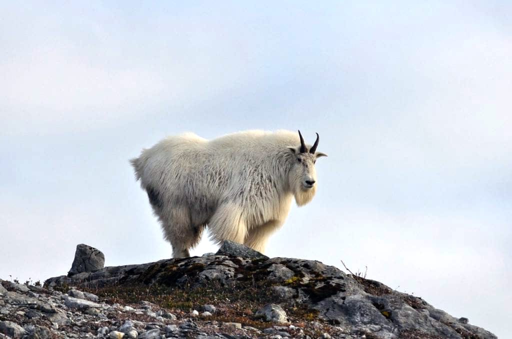 Kodiak mountain goat hunting