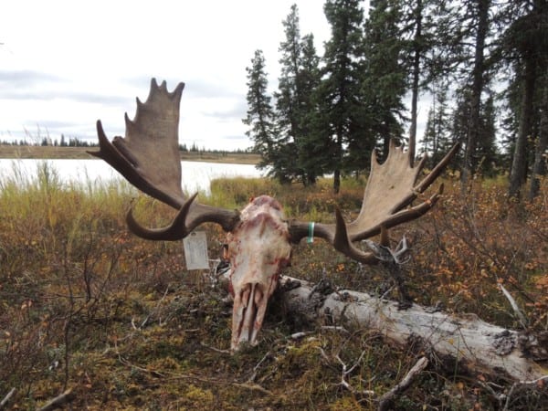 It is a SLOW hunt…prepare to sit for long hours calling and prepare to go multiple days without seeing many animals.