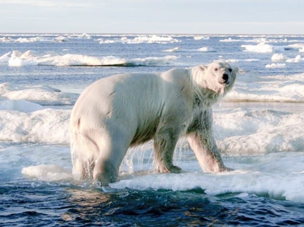 The iconic Polar Bear is the largest of all land carnivores and is hunted in one of the most extreme environments in the world. Without question, pursuing Polar Bear in their frozen Arctic habitat has no comparable in the hunting world.