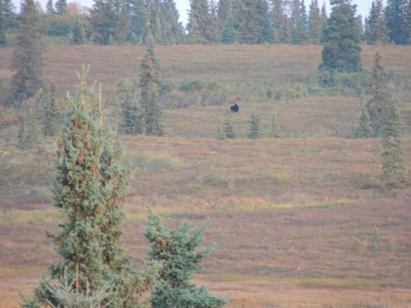 This hunt is fun, but requires a lot of patience and perseverance.