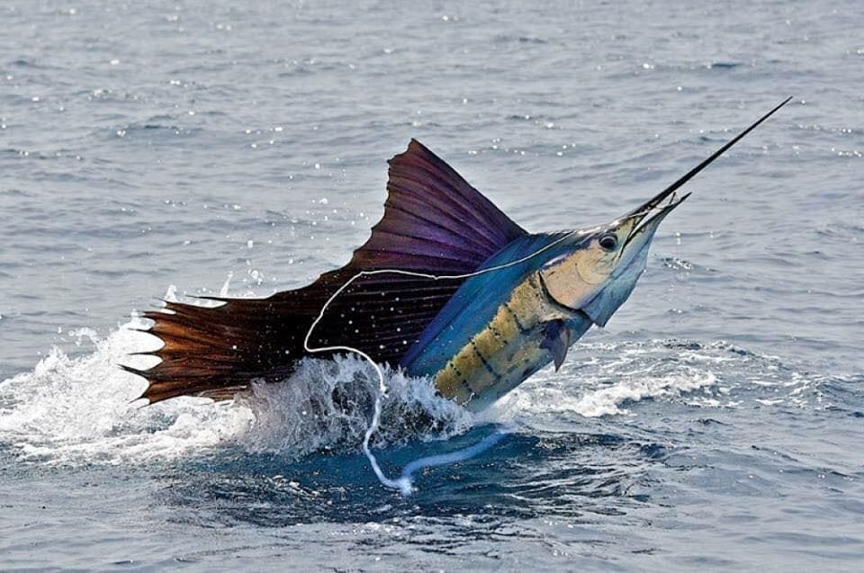 Charter fishing for sailfish in Mexico