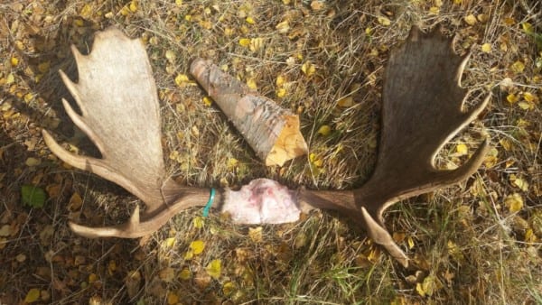 Called in this bull moose with a homemade birch-bark moose call