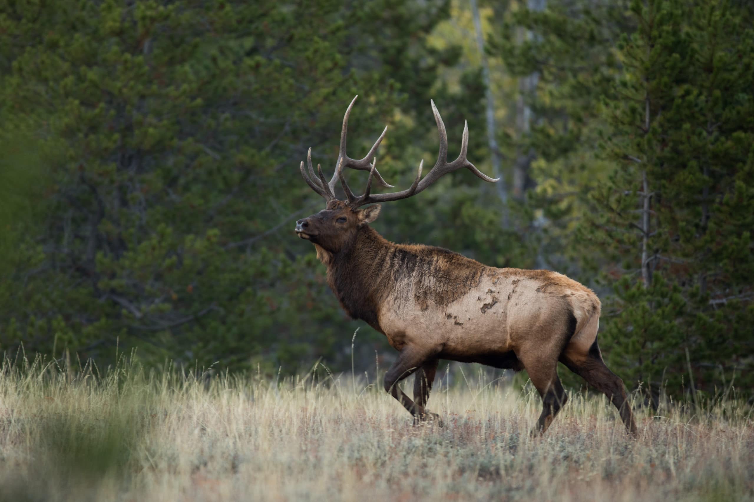 Horseback Riding Vacations, Utah Fly Fishing Guides, Uinta Wilderness  Adventures, Utah Big Game Hunting