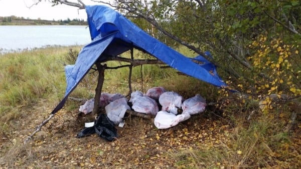 Moose quarters under a tarp