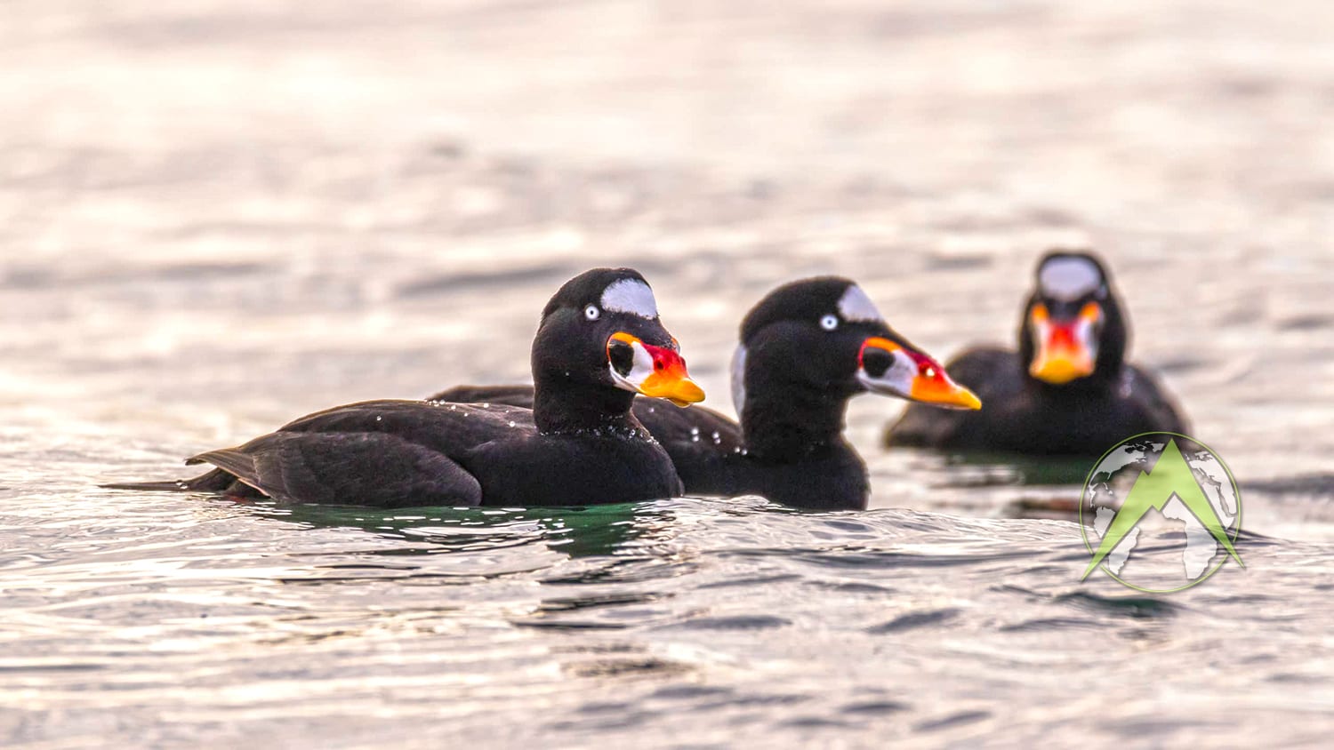 The surf scoter breeds on the coasts of the northern United States. The male is all black, except for white patches on the nape and forehead. It has a bulbous red, yellow and white beak.
