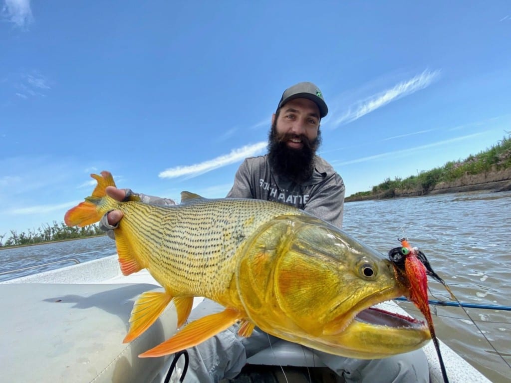 Golden Dorado had been on my list to catch on a fly rod for many years due to their aggressive nature, one of a kind gold appearance, and fly shredding teeth.
