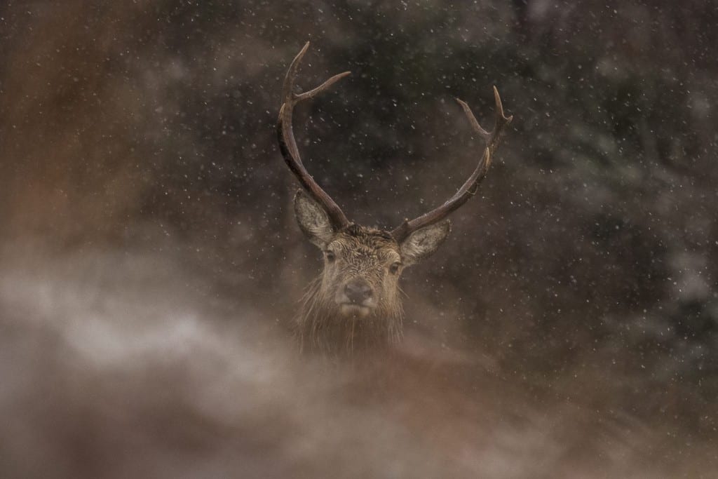 Scotland Red stag in the fog