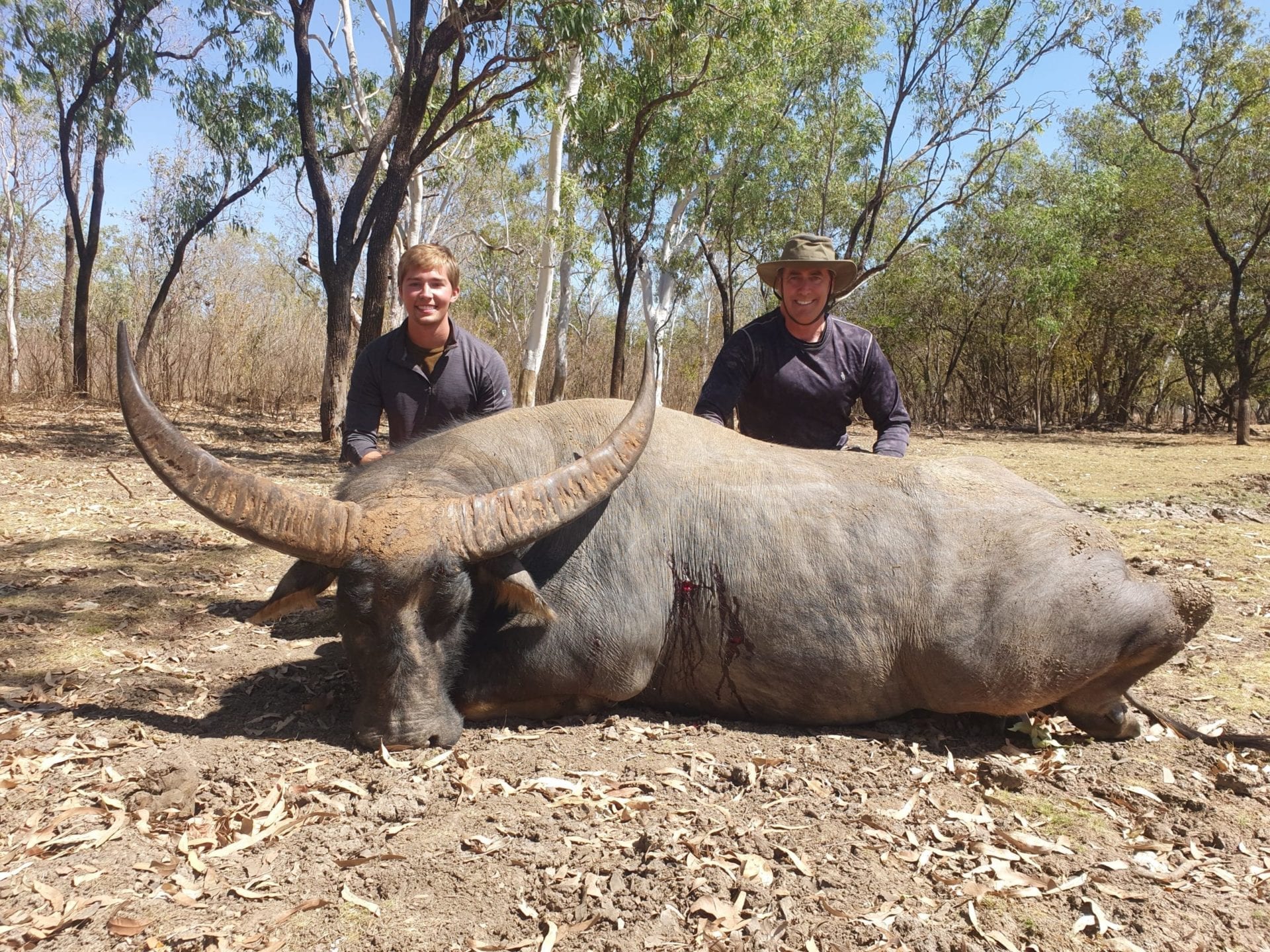 Trophy water buffalo