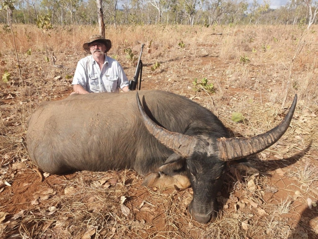 A huge Australia water buffalo