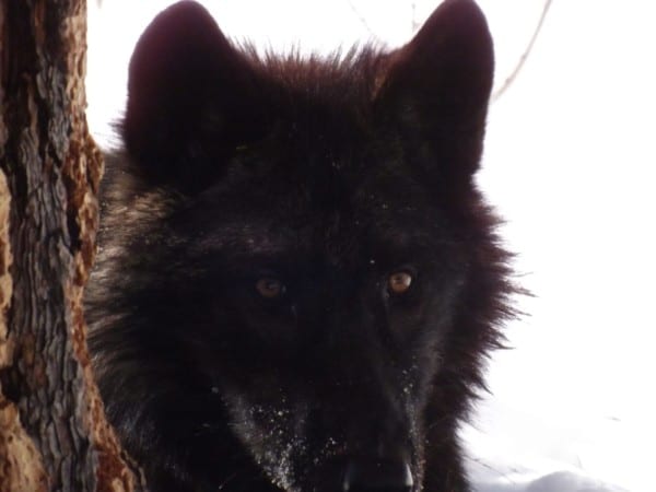 Idaho has high numbers of black wolves