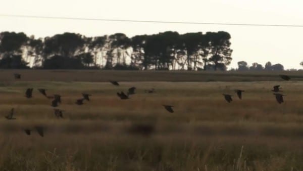 High volume Pigeon shooting in South Africa