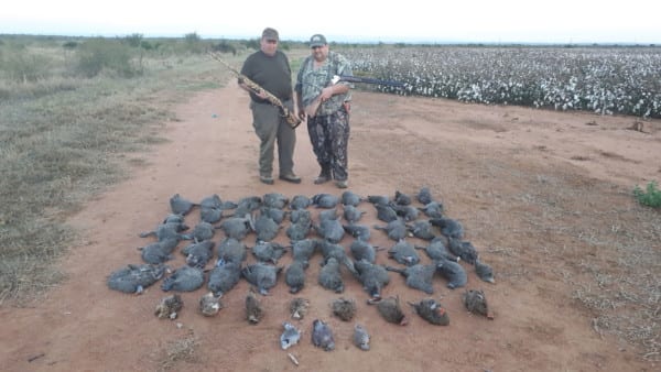 Fantastic Guinea fowl shooting