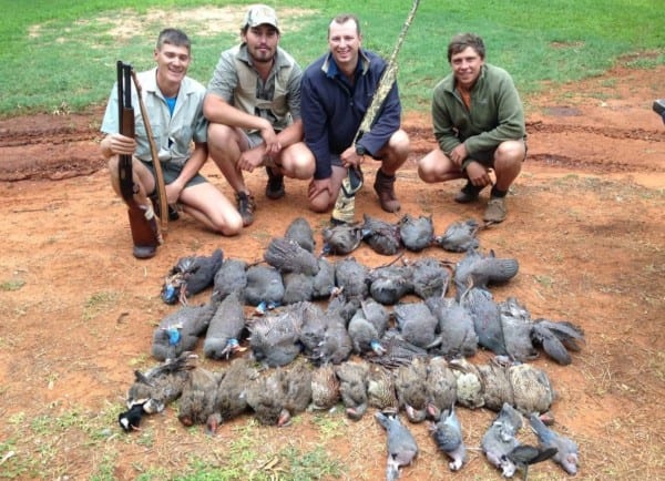 The francolin and guinea fowl hunting in South Africa can be incredible.