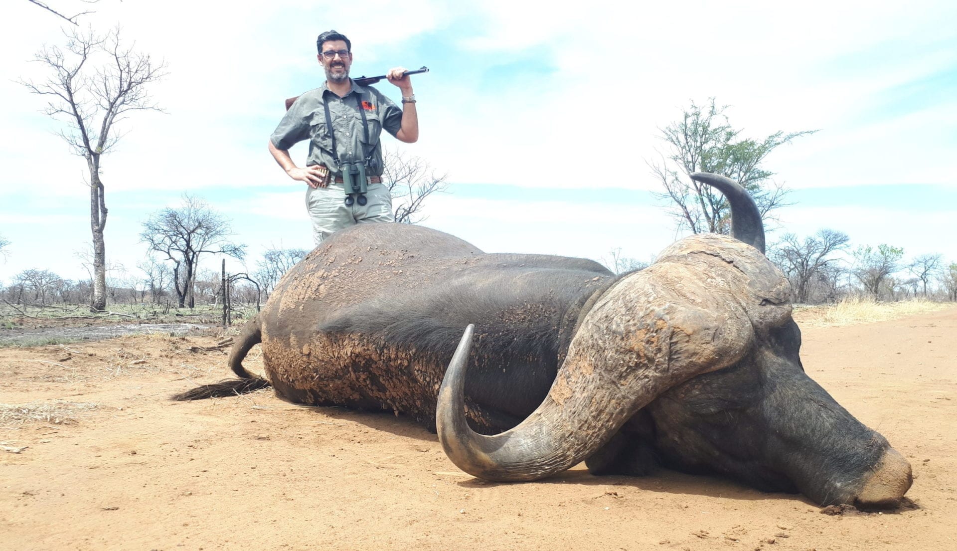 Zambia Cape buffalo