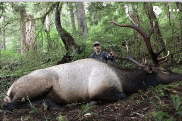 A great muzzleloader roosevelt elk taken in Washington