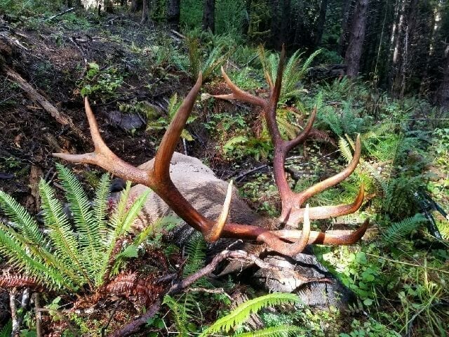 washington roosevelt elk