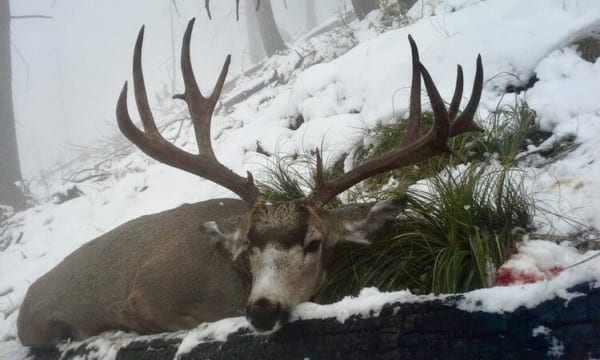 For those in search of a True Wilderness Mountain Hunting Experience you are in the right place.