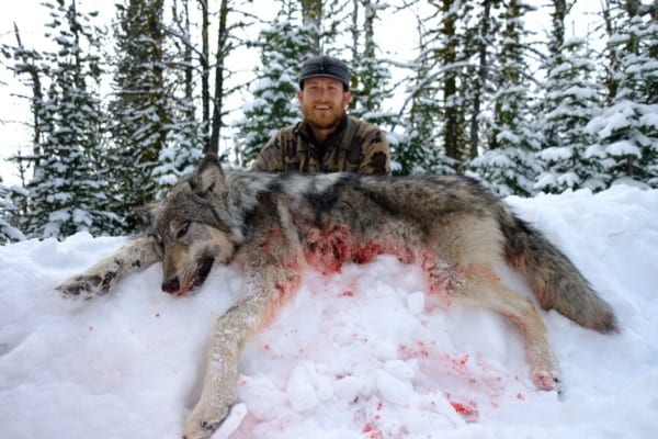 wolf hunts are included