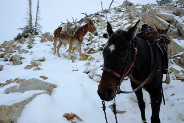 Days will consist of horseback riding and hiking covering ground in search of game as well as glassing.