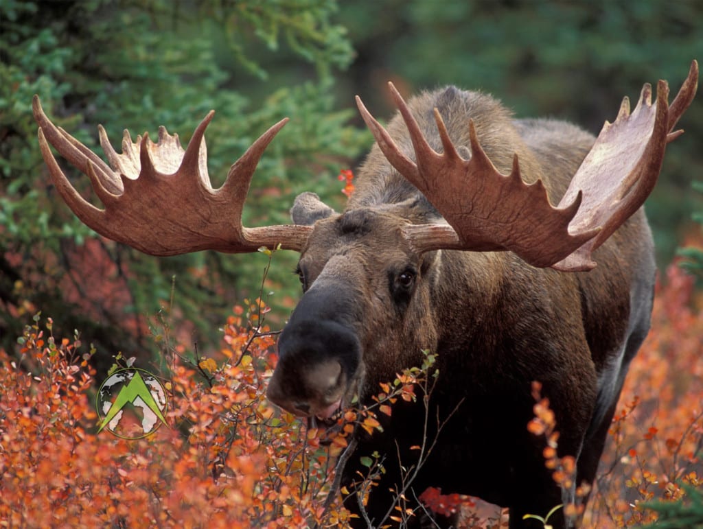 Moose in Alaska