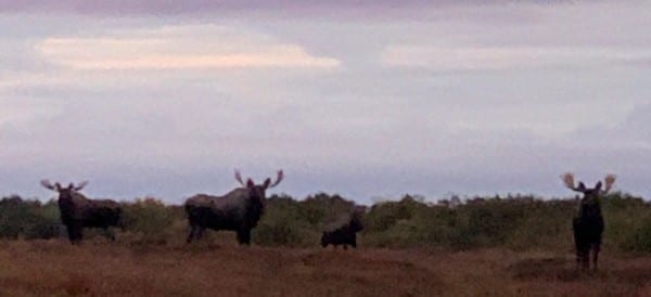 We had four bulls come in to camp all at once!