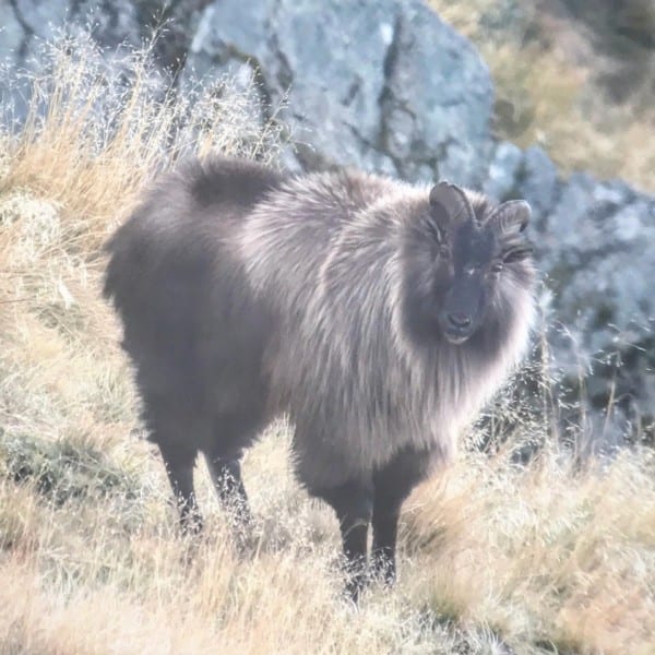Tahr make a beautiful trophy.