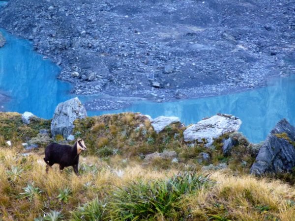 Hunting chamois in glacer country.