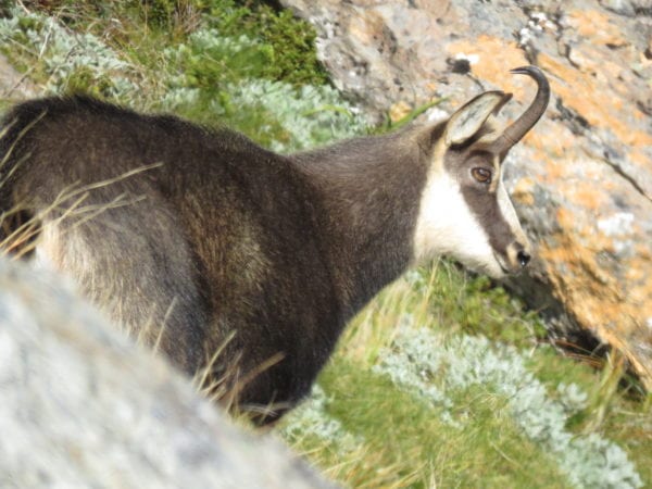 A trophy chamois