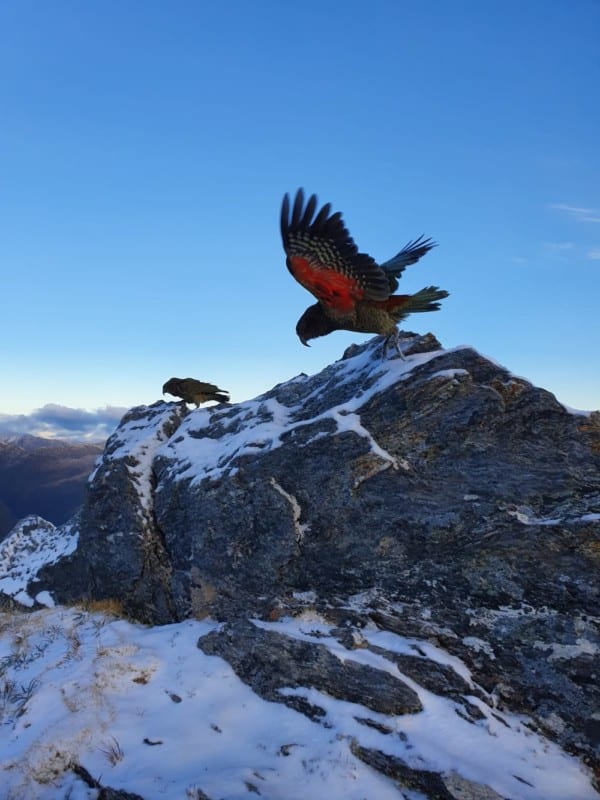 Kea parrots live up in the high mountains of the Southern Alps.