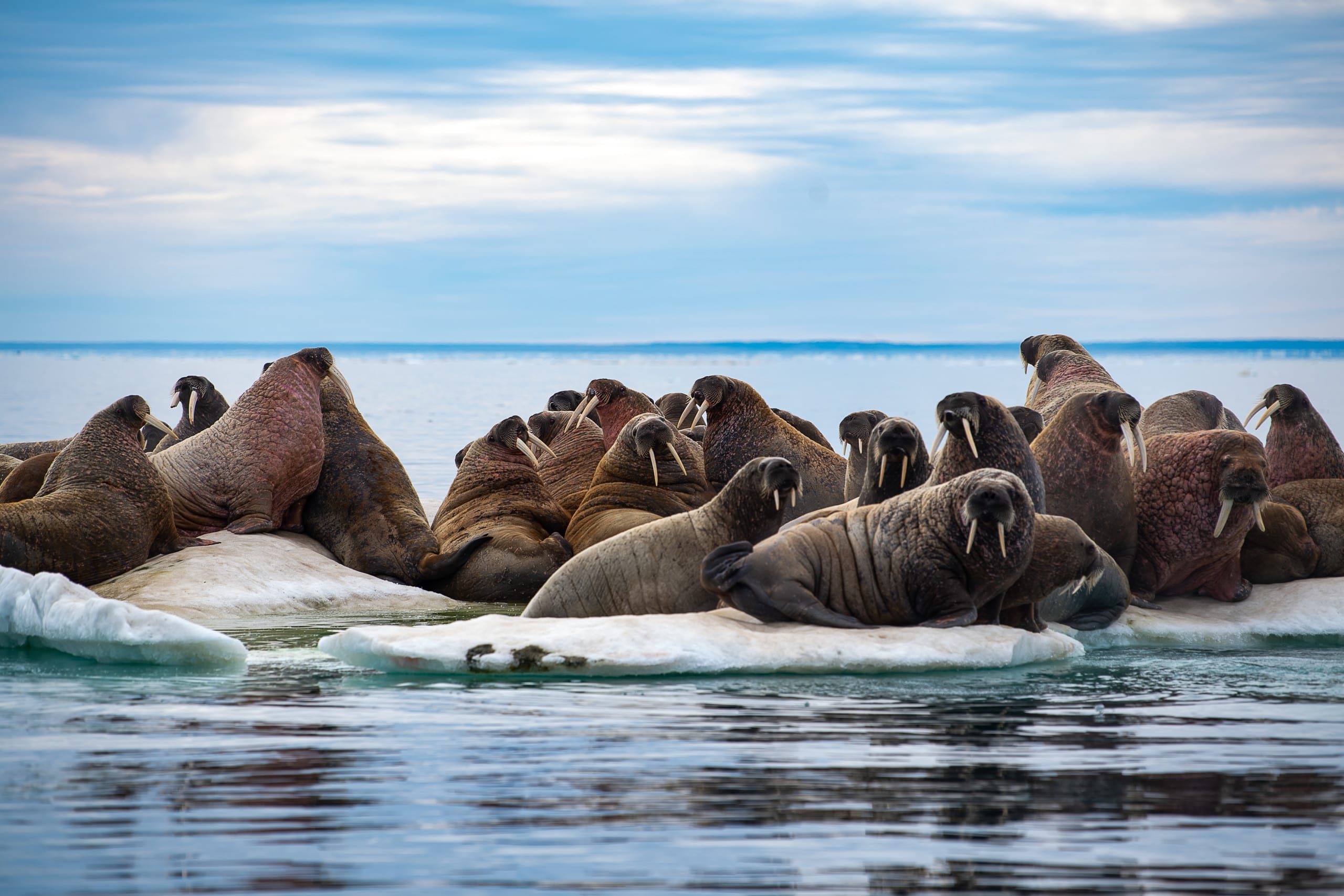 Walrus herd out on the ice