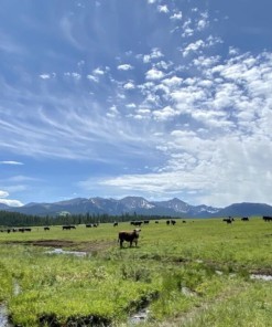 Alternative view of Grass Fed Beef