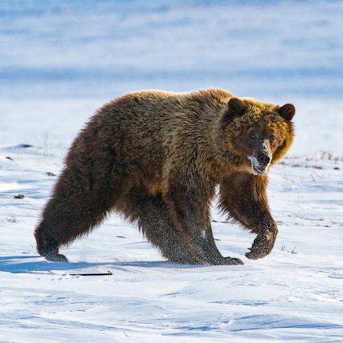 The Barren Ground Grizzly Bear is well known for its ferocity and fears no animal, man included.