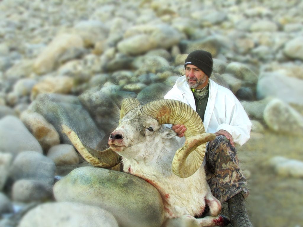 A beautiful 56.5 inch ram