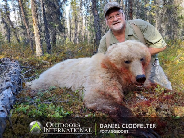 The grizzly is at least 10 years old with blonde/gray fur and dark paws.