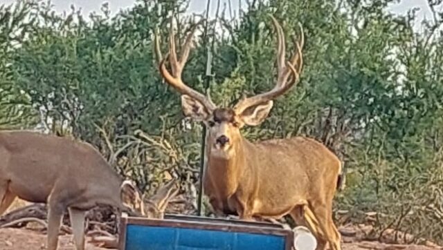 Mexico mule deer at the water tank