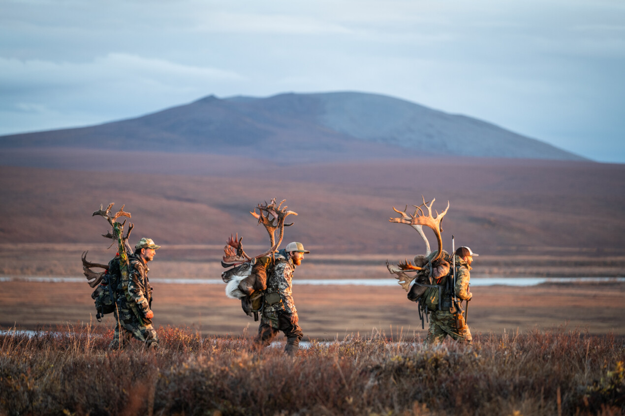 Caribou hunters packing out their bulls