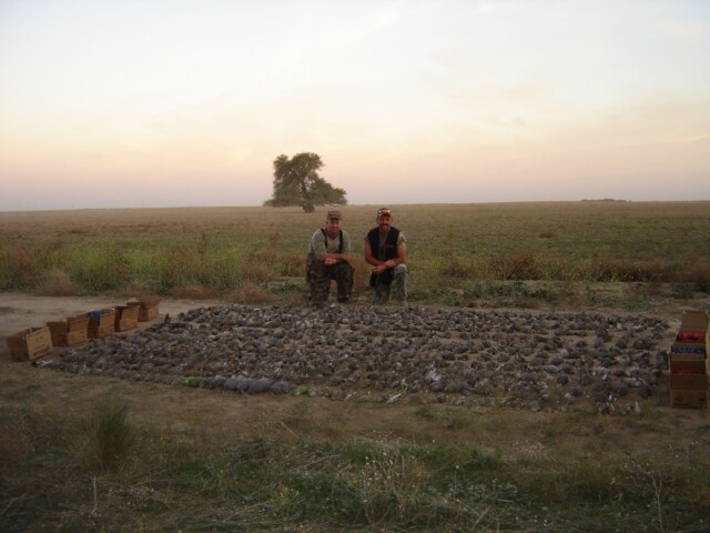 Argentina dove hunting