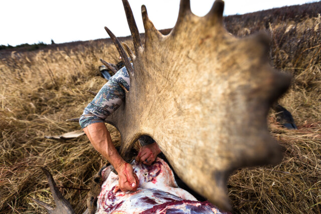 Caping a giant moose