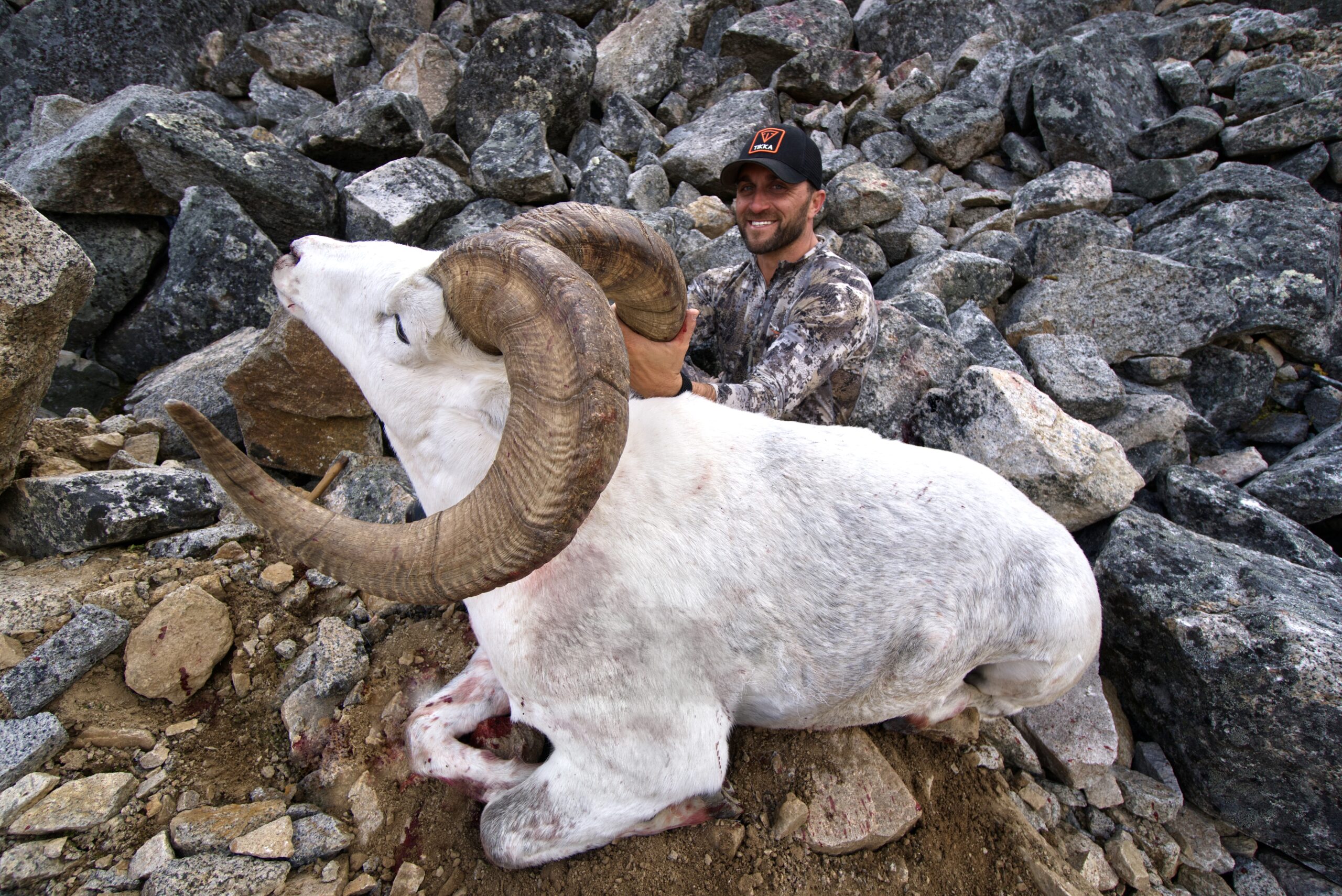 Yukon dall sheep hunts