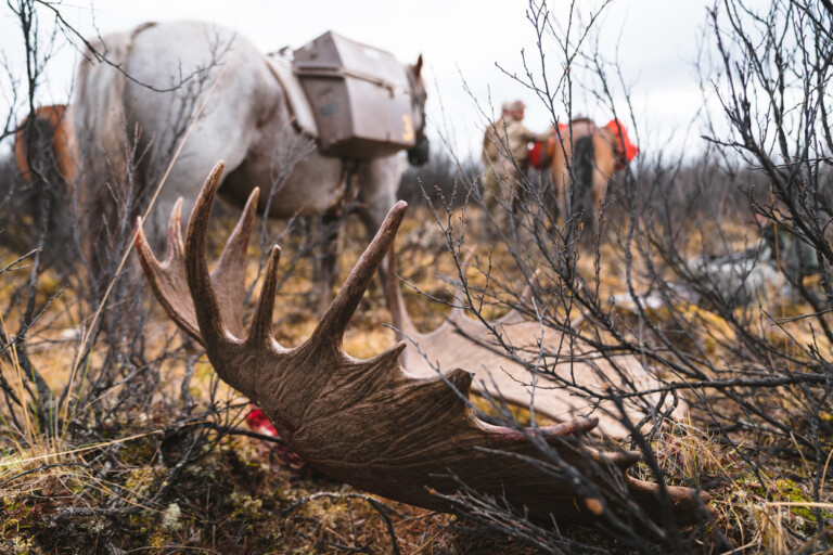 Moose combo hunts in the Yukon